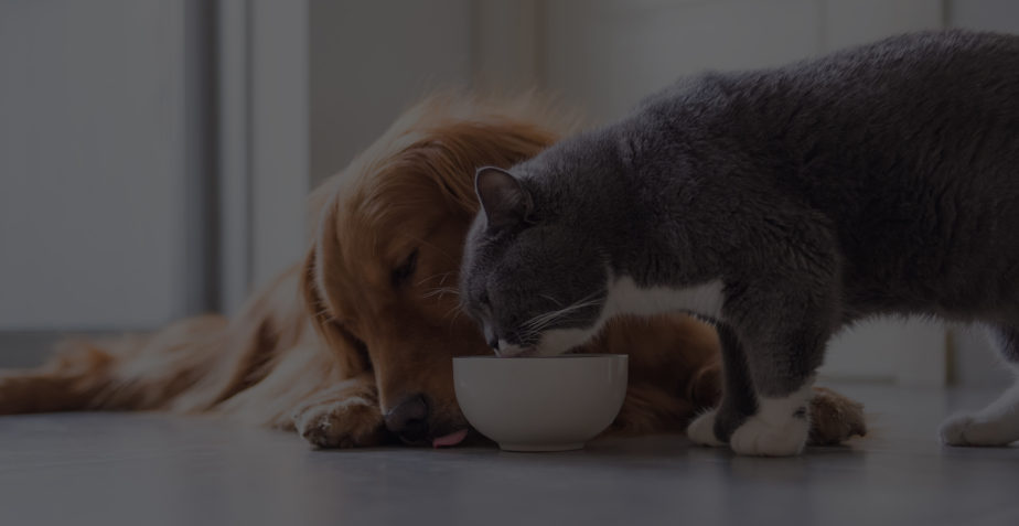 Introducing new food to your pet
